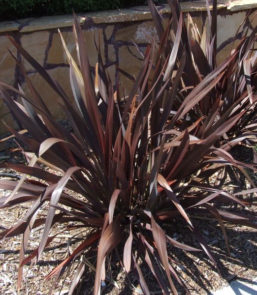 Phormium platts black